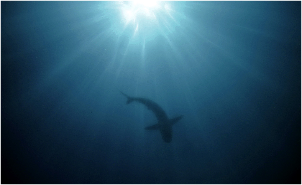 shark in sunlight underwater photo copyright a woodburn